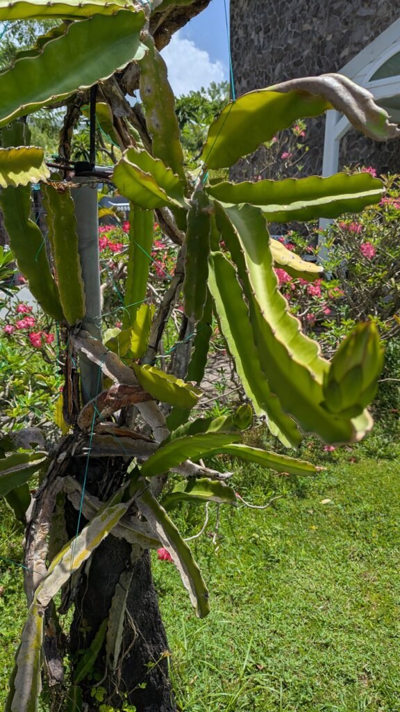 Cactus des fruits du dragon de l'Hacienda