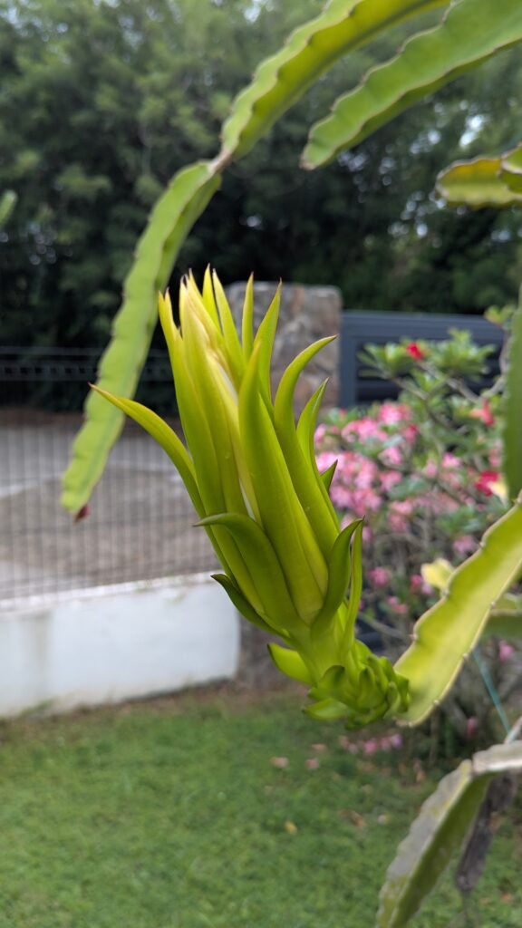 La fleur commence pousser