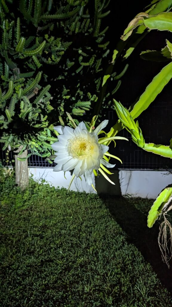 Fleur qui s'ouvre la nuit