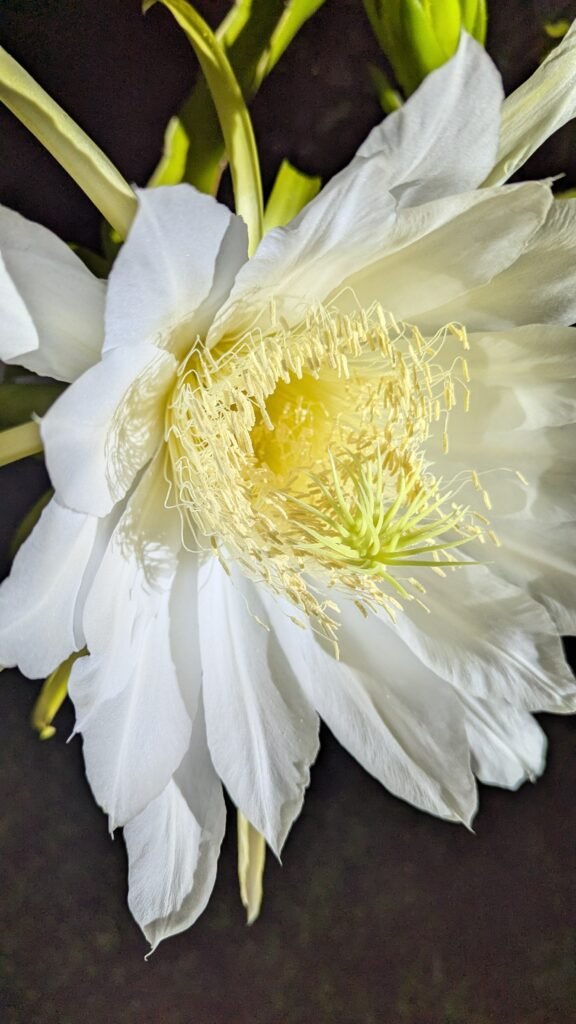 gros plan fleur du fruit du dragon de l'Hacienda